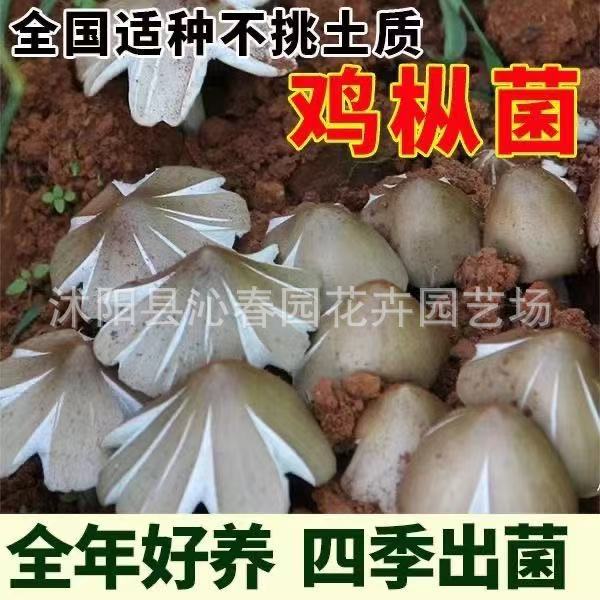 Гриб Цзицзун (鸡枞菌) в мицелии оптом из Китая