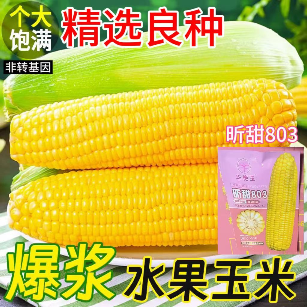 Семена кукурузы Fruit Corn 803 Xintian оптом из Китая