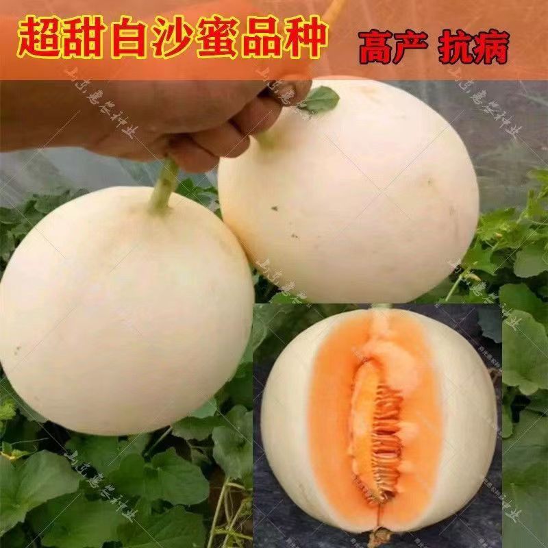 Семена дыни медовой белый песок оптом из Китая