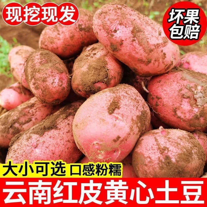 Красный картофель из Юньнани оптом из Китая