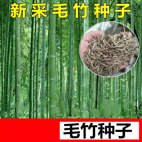 Саженцы бамбука для открытого грунта оптом из Китая